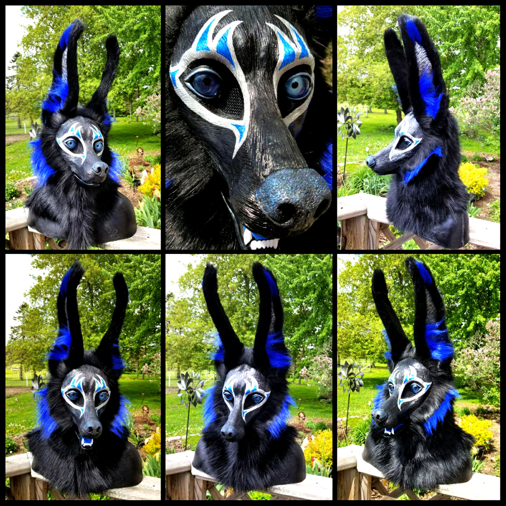 Blue and silver Egyptian Jackal! 