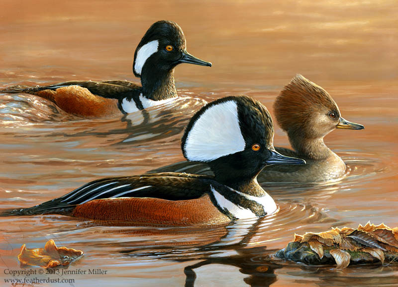 Three's a Crowd - Hooded Mergansers