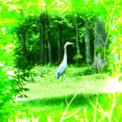 The Great Blue Heron #2