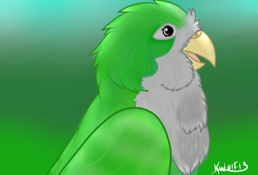 Draw A Bird Day - Quaker Parrot