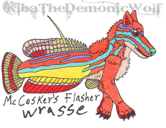 Whimsical Wolves - Fish Wolf - McCosker's Flasher Wrasse