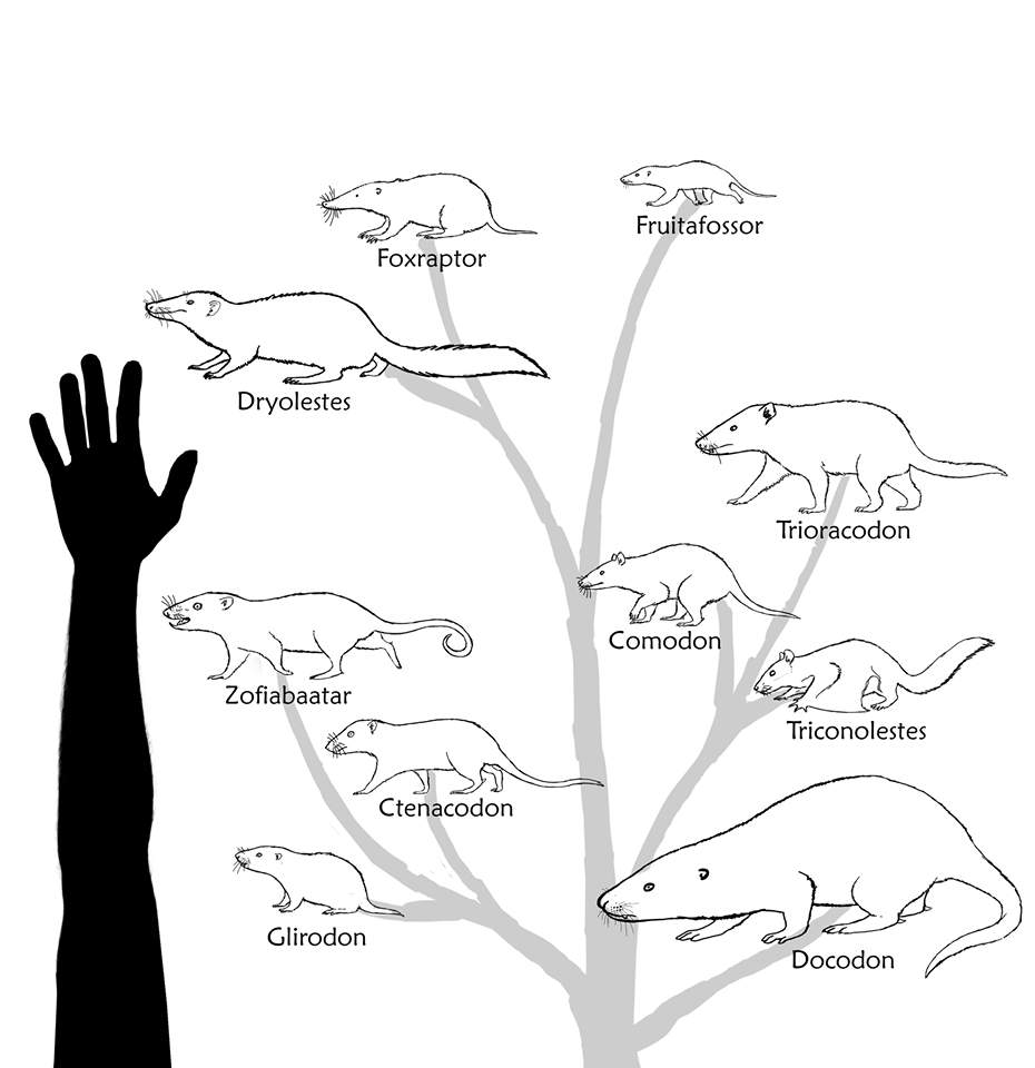 Commission: Mammals of the Morrison Formation (WIP)