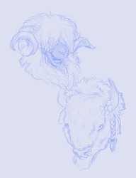 Hippy sheep and Bison