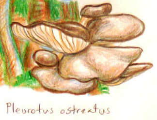 Mushroom Guidesheet #2--Oysters and Their Mimics