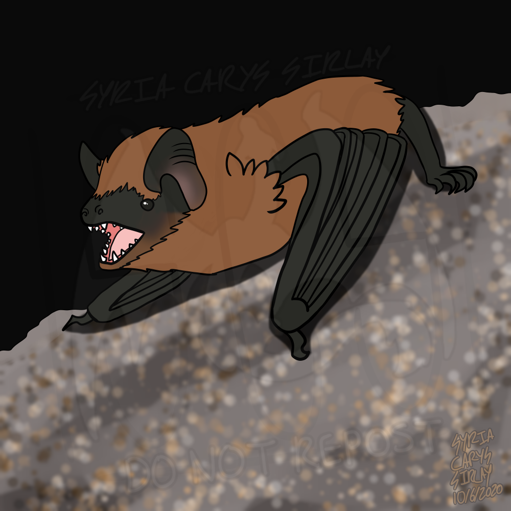 Batober Common Pipistrelle
