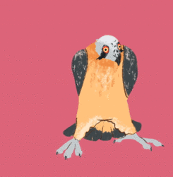 Bearded Vulture {ANIMATION}