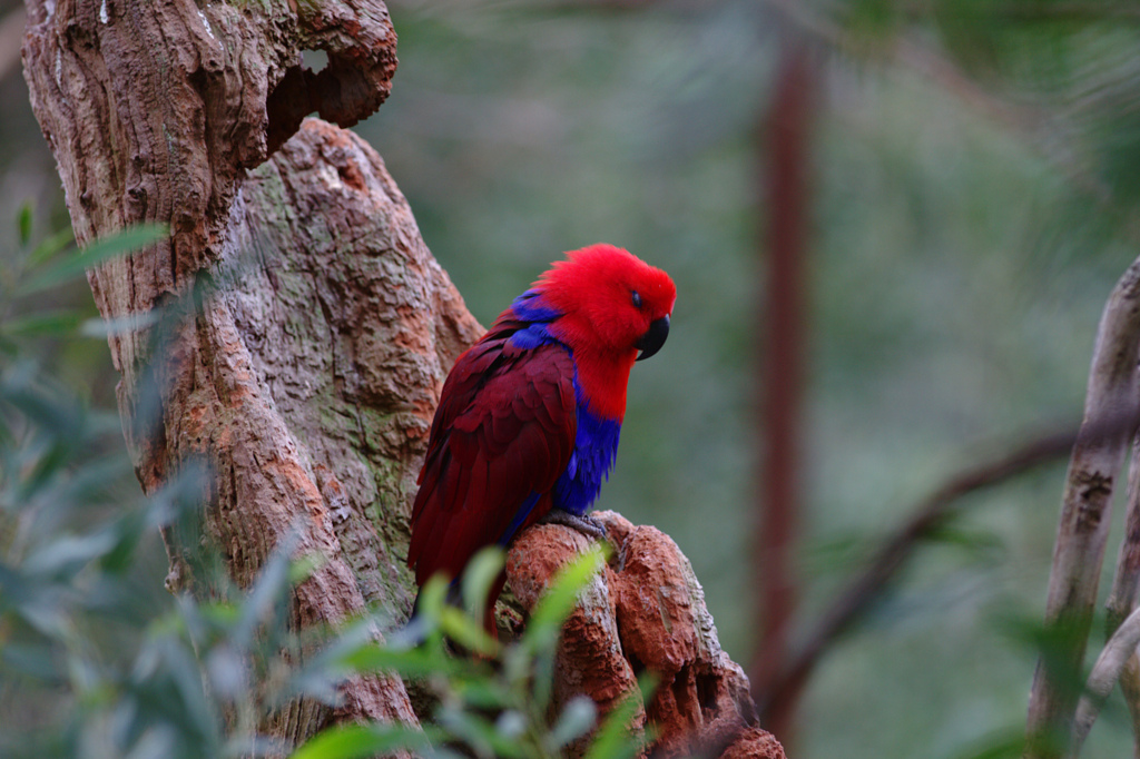 Female Eclectus Parrot