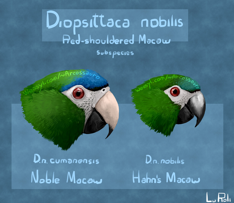 Diopsittaca nobilis