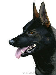 Oz the GSD - Painting