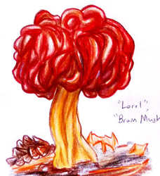 Mushroom Guidesheet #3--Genus Morchella and Mimics