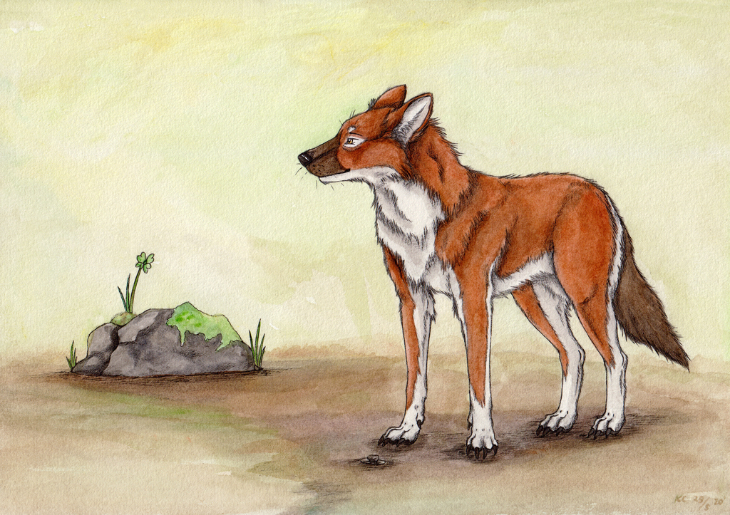 The dhole.
