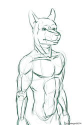 Sketch - A generic canid study.