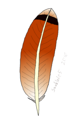 Red-Tailed Hawk Tail Feather Sketch Colored
