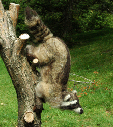 Needle-felted Poseable Raccoon - pose 2
