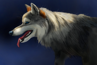 Realistic Cassidy - Wolf Portrait
