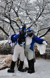 Blue Birds in the Snow