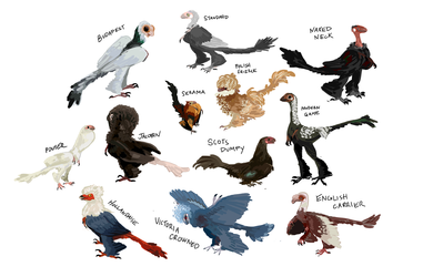 microraptors as fancy chickens and pigeons
