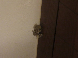 A Mexican Frog