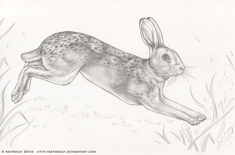 Pencil Belgium Hare