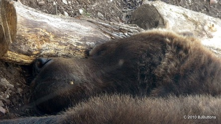 Bear nap