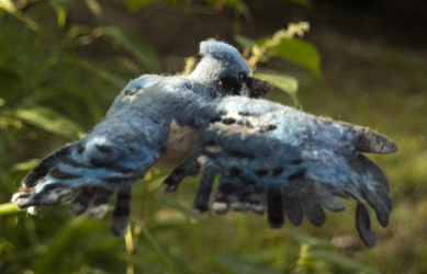 Needle-felted Blue Jay