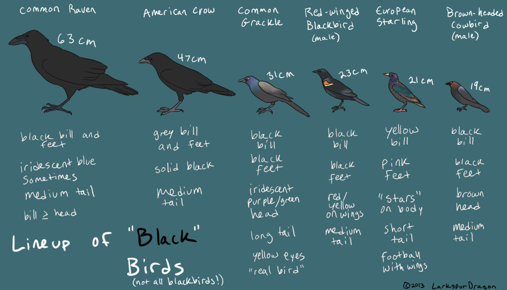 Lineup of Black Birds