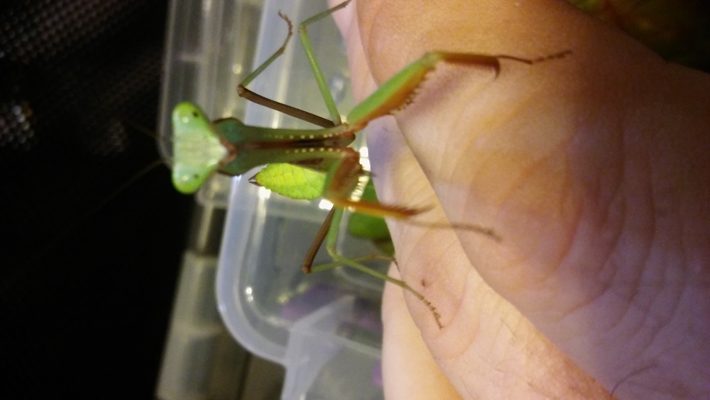 Handling a friendly Giant Asian Green Mantis