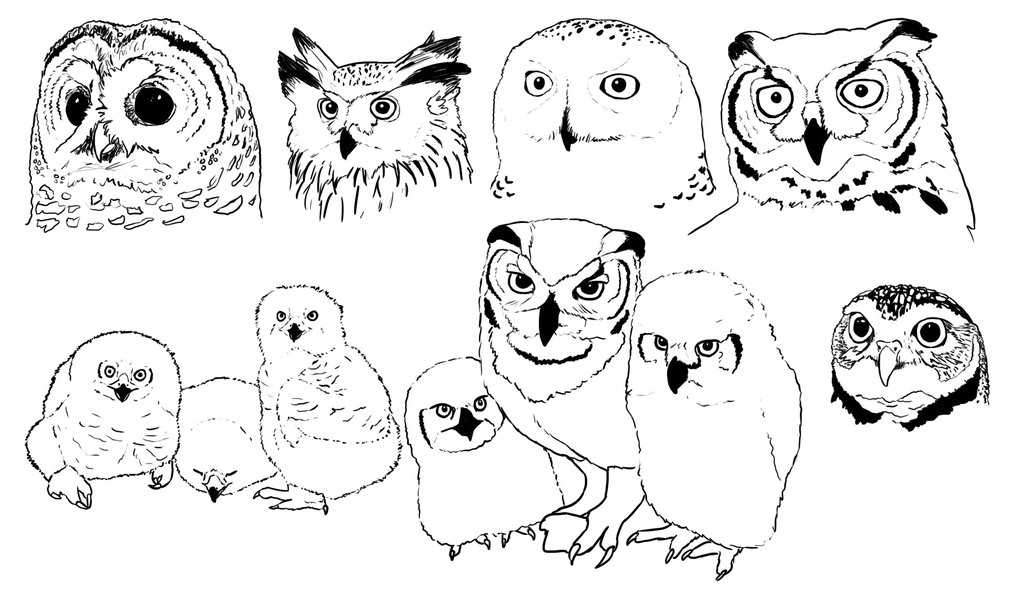 Owls and Owls and Owls