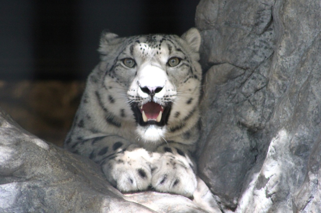 Oh hi (snow leopard)