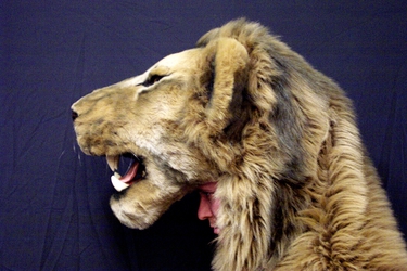 Aslan From a Theatrical Production of The Lion, The Witch & 
