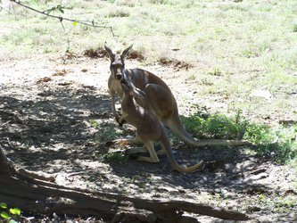 Momma and Joey Red Kangaroos at the Kansas City Zoo