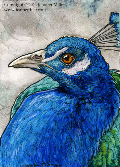 Peacock Profile