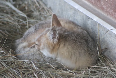 Fluffy Swift Fox