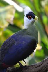 White-crested Turaco 3