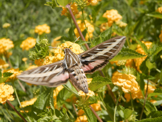 white-lined sphinx 3