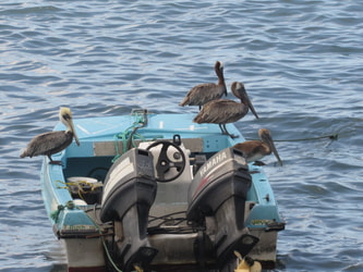 Brown Pelicans on a Boat