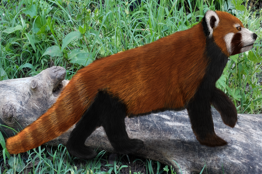 Most recent image: Red Panda