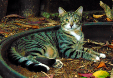 Hawaiian Alley Cat