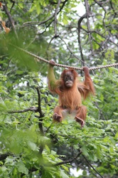 Swinging Baby Orangutan
