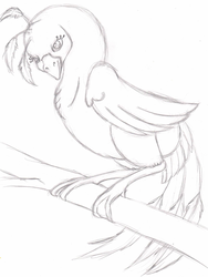 Bird Contest Sketch