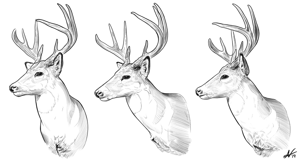 Deer Headshots 2