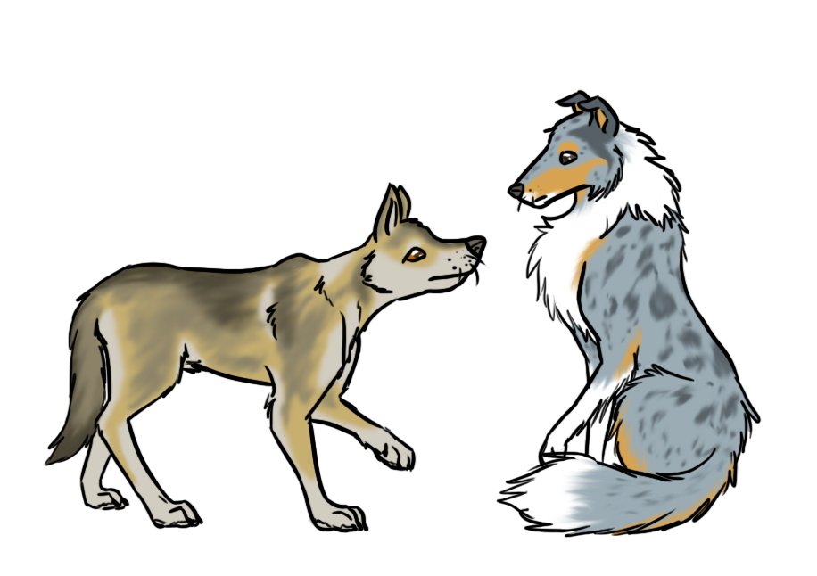 Saarloos wolfdog & merle collie