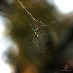 Venusta Orchard Spider 1
