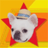 avatar of Dolly