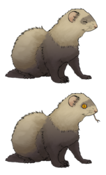 Another ferret request
