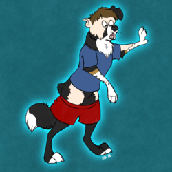bcollie TF