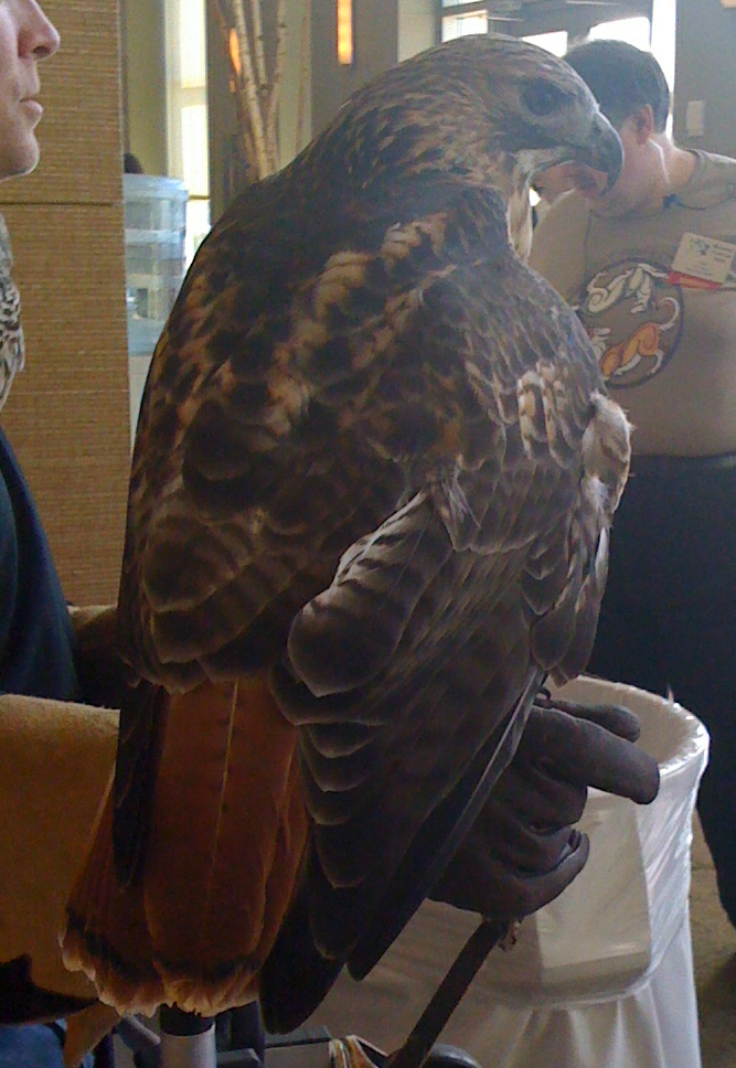 The Preaty Backside of QB the Red-Tailed Hawk at MFF 2009