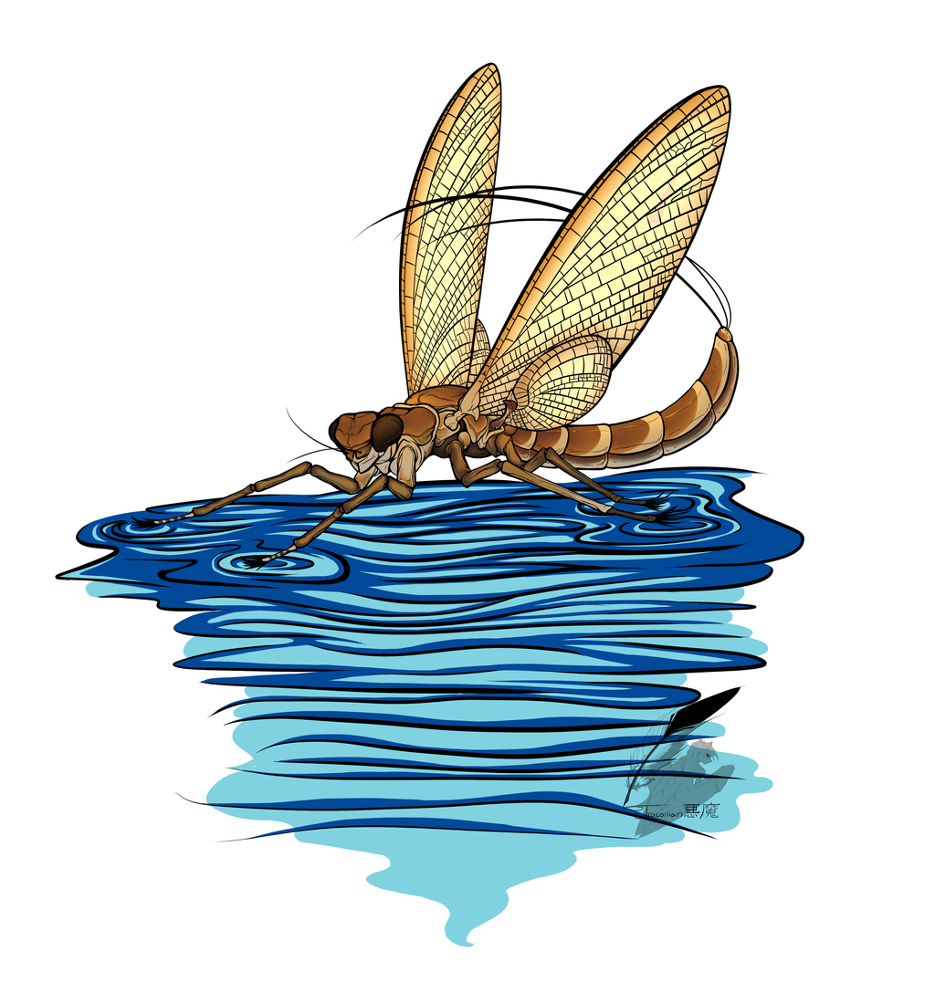 Most recent image: -Mayfly-