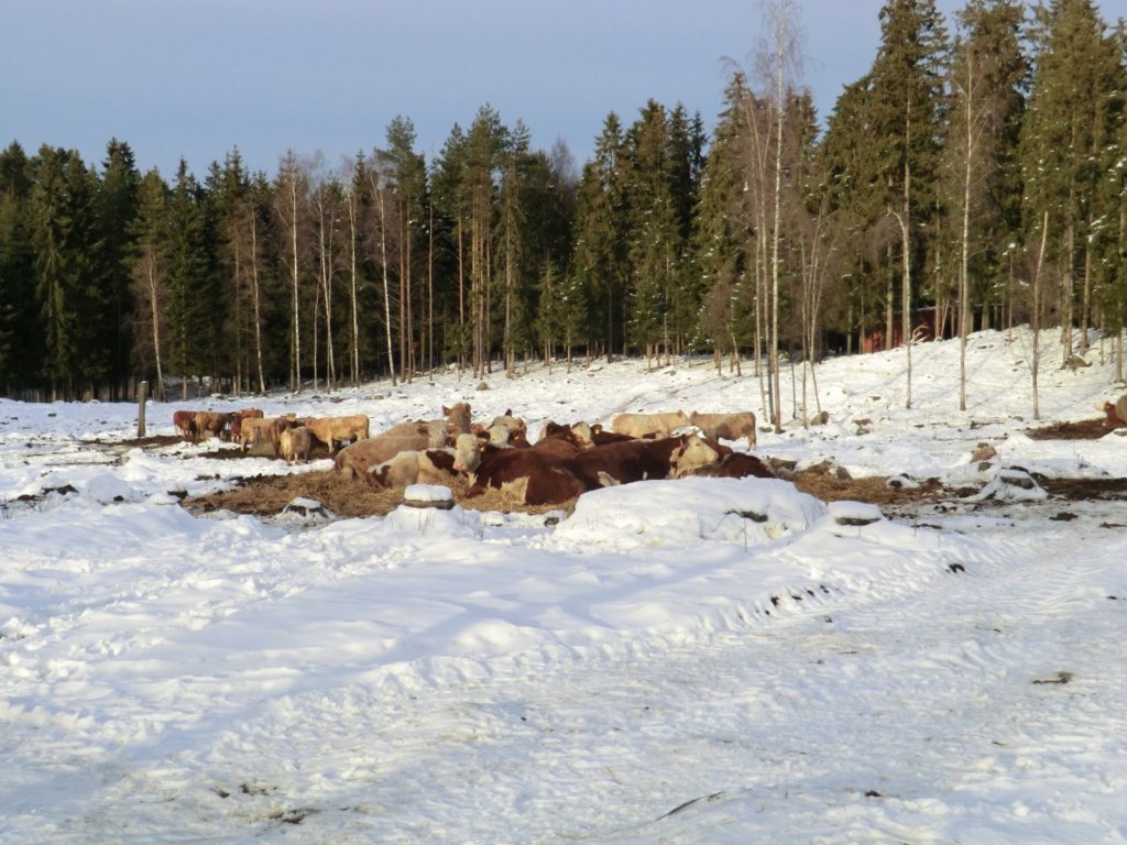 Cows resting February 2013