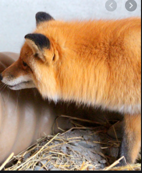 Most recent image: Ima adopt a fox! 